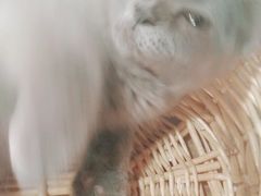 -共舞时光猫咖·狗咖(新街口店)