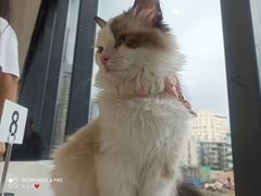 -怪兽屋·羊驼·猫咖·狗咖(俊华广场店)