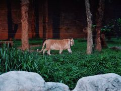 -清迈夜间动物园