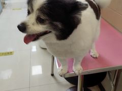 -北京观赏动物医院·24小时大型综合·猫专科·异宠专科