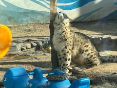 -青藏高原野生动物园