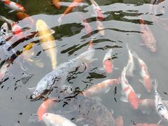 -广州花园酒店-凌璇阁360度高空海鲜自助餐CAROUSEL