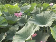 -丁香湖公园