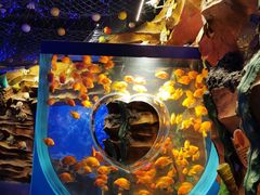 -芜湖新华联大白鲸海洋公园
