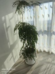 -HEYAN荷妍专业脱毛连锁机构