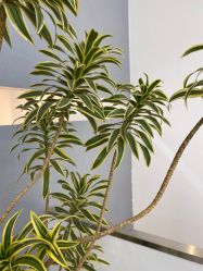 -I+造型烫发染发