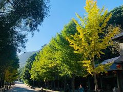 -洛阳白云山景区