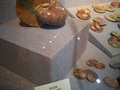 -烟台自然博物馆