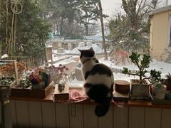 -海边的猫和咖啡馆