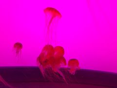 -沈阳海洋探索中心