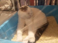 -首开·龙湖成都西宸天街