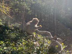 -姑婆山旅游区