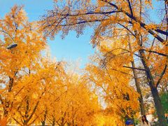-三里屯东五街银杏大道