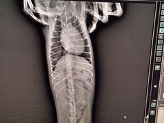 -爱侣宠医·鹦鹉专科·小型哺乳类·异宠专科(灵石路店)