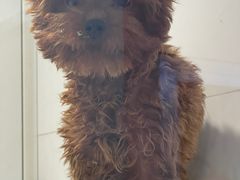 -1013 PET SHOP 宠物商店(近铁城市广场店)