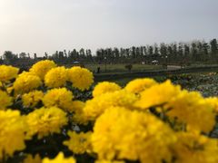 -荷兰花海
