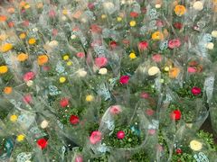 -龙大花卉苗木市场