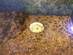 -上海大自然野生昆虫馆