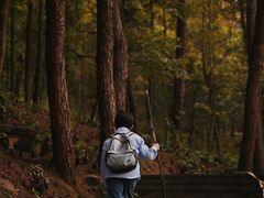 -铁山坪森林公园