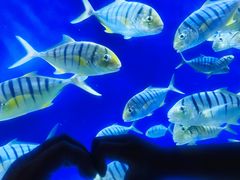 -成都浩海立方海洋公园