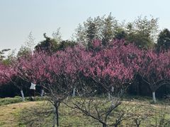 -上海海湾国家森林公园