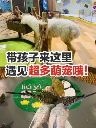 -七巧国萌宠乐园(龙湖天街店)