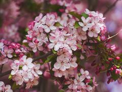 -海棠花溪(元大都城垣遗址公园)