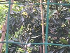 -重庆彩云湖湿地公园