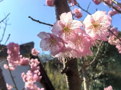 -重庆园博园