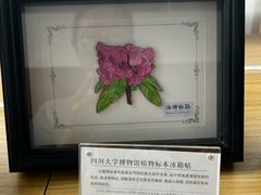 -四川大学博物馆