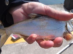 钓鱼-千岛湖品鱼馆(钓鱼岛店)