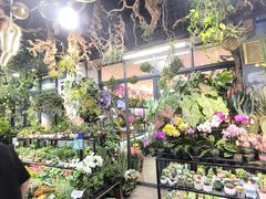 -溪岸路花鸟市场