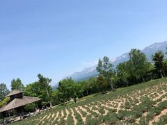-富田农场