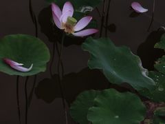 -红莲湖