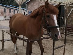 -月河湾马术俱乐部(朝阳店)