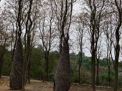 -天适樱花悠乐园