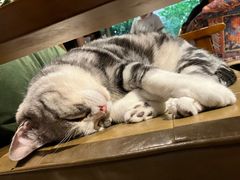 -咖法森林·咖啡  酒吧(天河店)