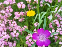-新虹桥中心花园
