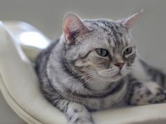 -飞行喵MR PILOT|猫舍·猫咖(静安大融城店)