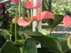-上海鲜花港