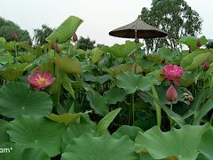 -白洋淀景区