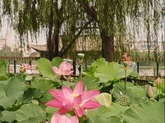 -莲花池公园