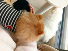 -怪兽屋·羊驼·猫咖·狗咖(俊华广场店)