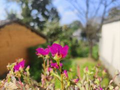 -塔川景区
