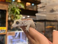 -酷以爬仙阁实体爬宠店·守宫·蜥蜴·专业繁育