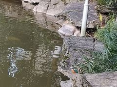 -龙头寺公园