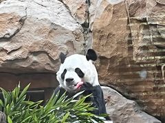 -成都动物园