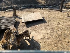 -大连森林动物园