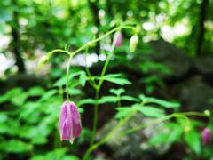 -青峰峡国家森林公园