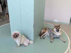-怪兽屋·羊驼·猫咖·狗咖(俊华广场店)